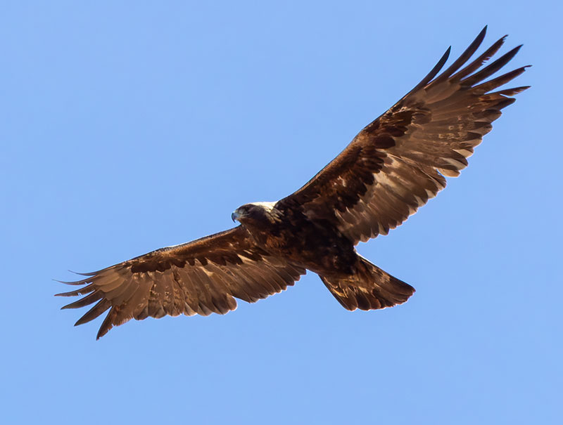 Golden Eagle Aquila chrysaetos 