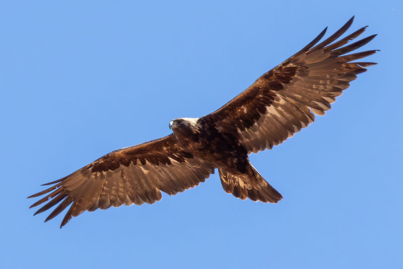 Golden Eagle Aquila chrysaetos 