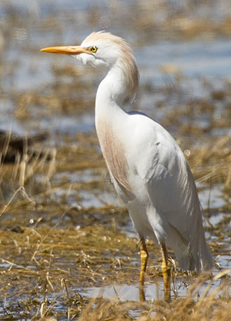 Cattle Egret Bubulcus ibis 
