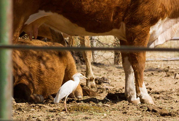 Cattle Egret Bubulcus ibis 