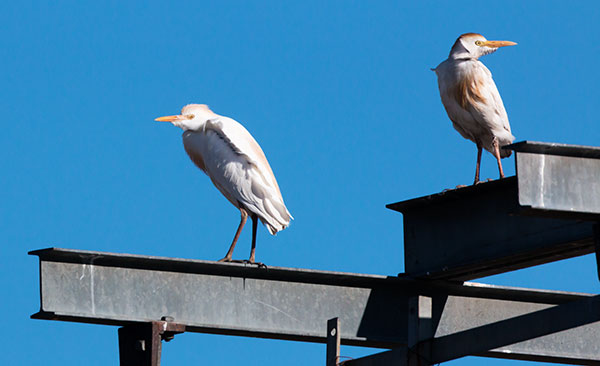 Cattle Egret Bubulcus ibis 