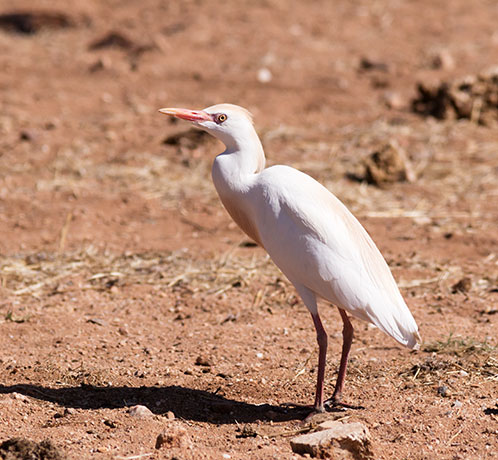 Cattle Egret Bubulcus ibis 