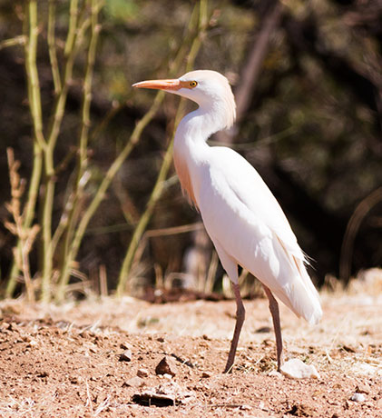 Cattle Egret Bubulcus ibis 