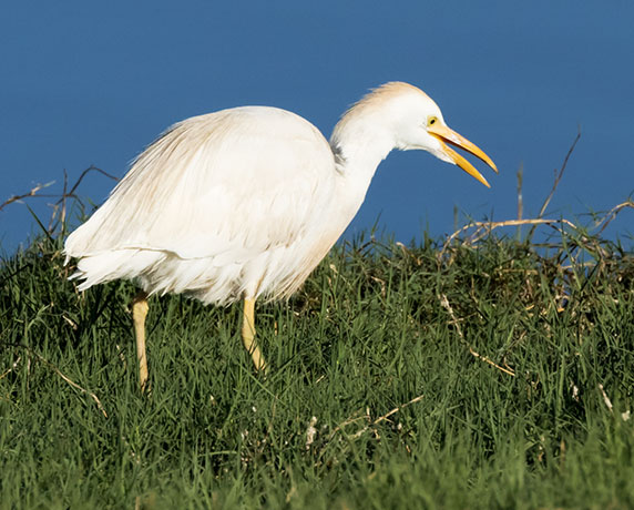 Cattle Egret Bubulcus ibis 