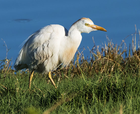 Cattle Egret Bubulcus ibis 