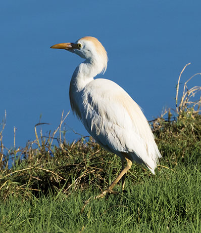 Cattle Egret Bubulcus ibis 