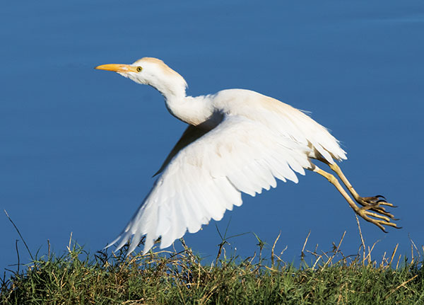 Cattle Egret Bubulcus ibis 