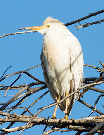 Cattle Egret Bubulcus ibis 
