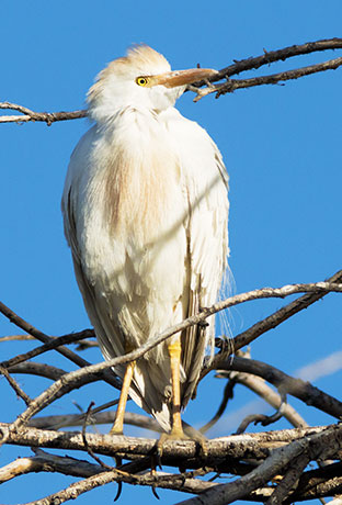 Cattle Egret Bubulcus ibis 