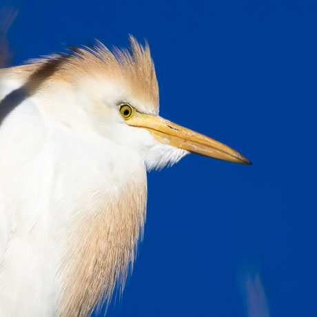 Cattle Egret Bubulcus ibis 