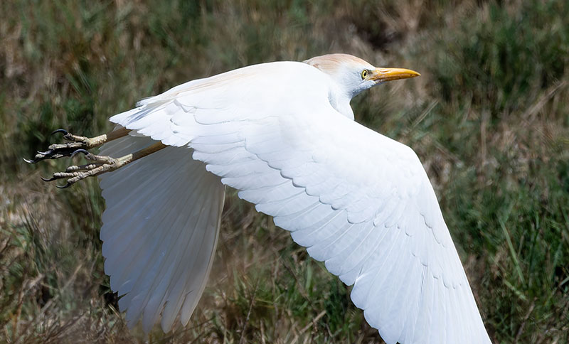 Cattle Egret Bubulcus ibis 