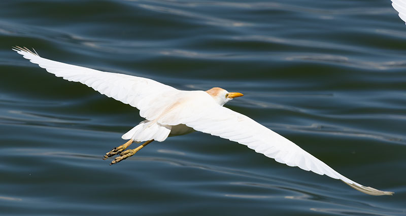 Cattle Egret Bubulcus ibis 