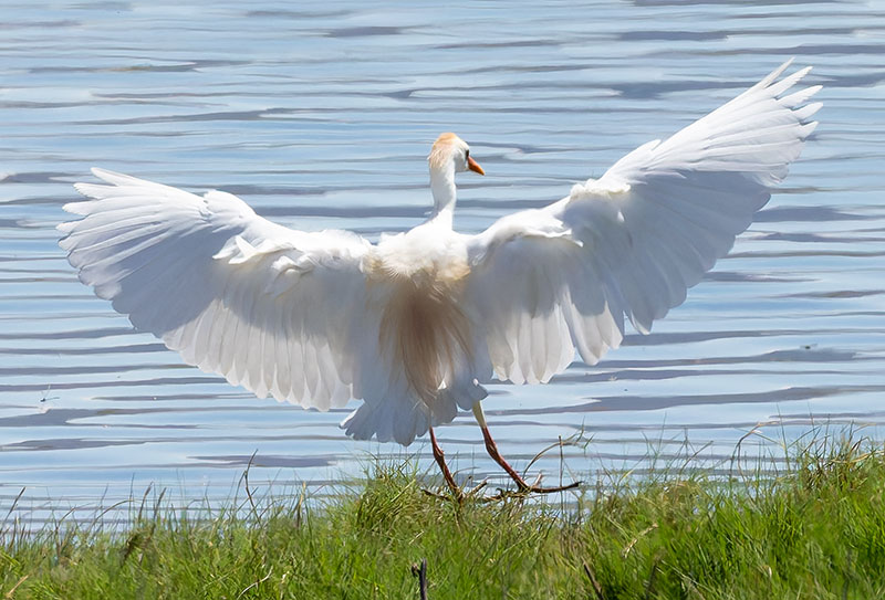 Cattle Egret Bubulcus ibis 