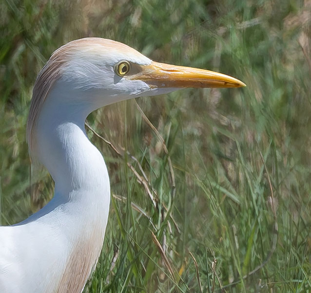 Cattle Egret Bubulcus ibis 