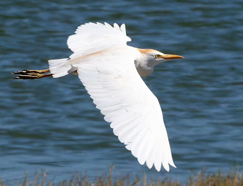 Cattle Egret Bubulcus ibis 