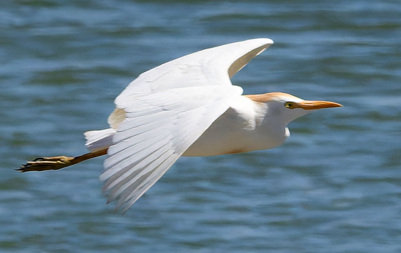 Cattle Egret Bubulcus ibis 