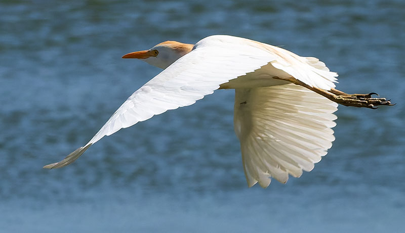 Cattle Egret Bubulcus ibis 