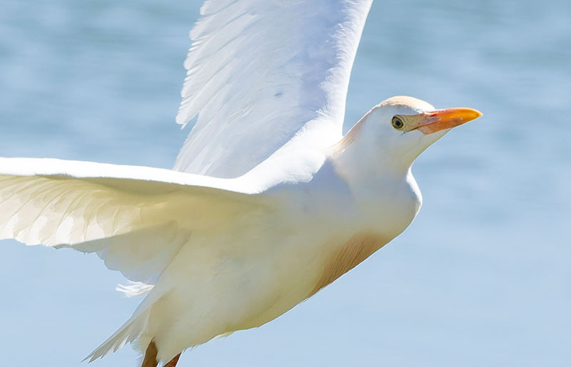 Cattle Egret Bubulcus ibis 