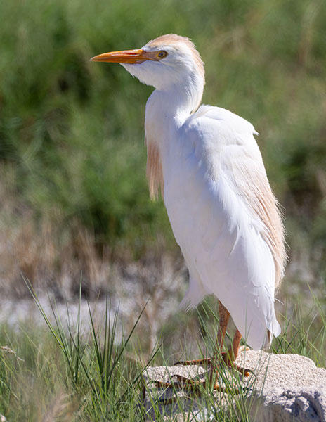 Cattle Egret Bubulcus ibis 