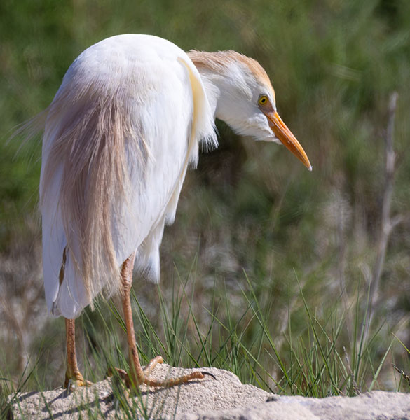 Cattle Egret Bubulcus ibis 