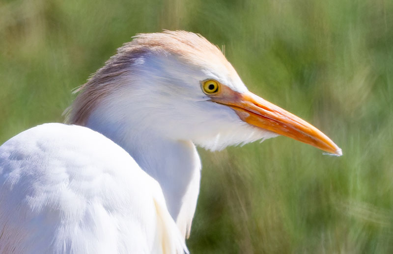 Cattle Egret Bubulcus ibis 