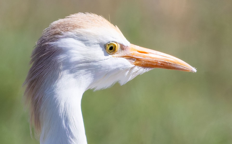 Cattle Egret Bubulcus ibis 