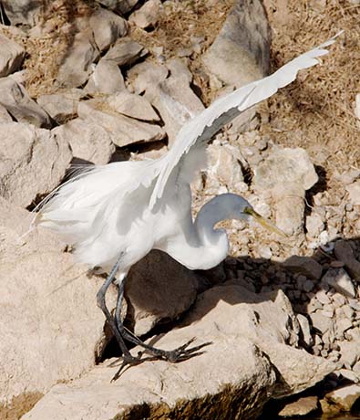 Great Egret (Common Egret) Ardea alba