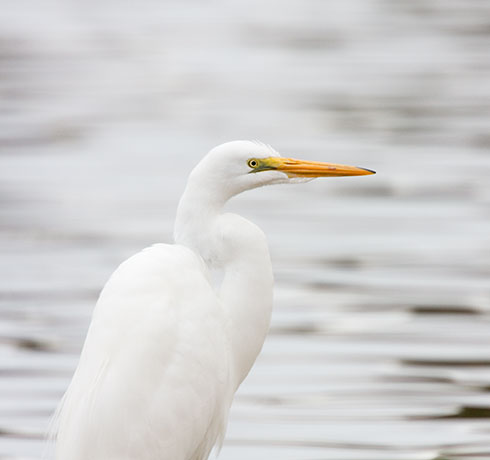 Great Egret (Common Egret) Ardea alba