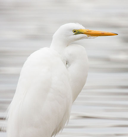 Great Egret (Common Egret) Ardea alba