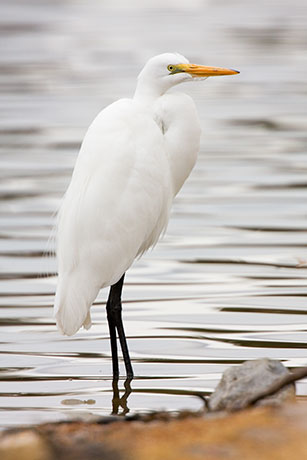 Great Egret (Common Egret) Ardea alba