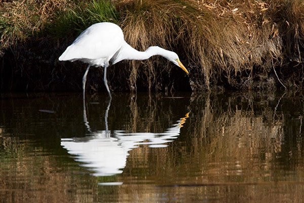 Great Egret (Common Egret) Ardea alba