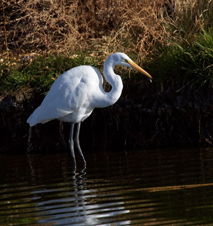 Great Egret (Common Egret) Ardea alba