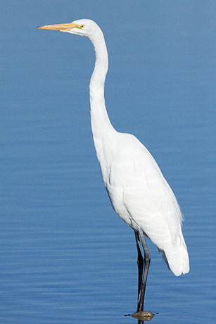 Great Egret (Common Egret) Ardea alba