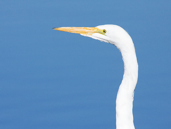 Great Egret (Common Egret) Ardea alba