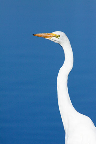 Great Egret (Common Egret) Ardea alba