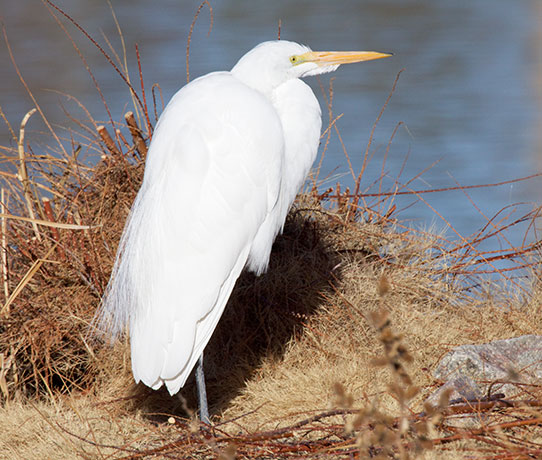 Great Egret (Common Egret) Ardea alba