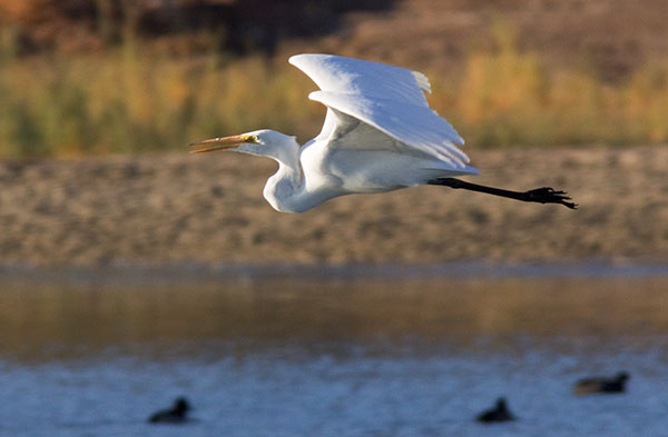 Great Egret (Common Egret) Ardea alba