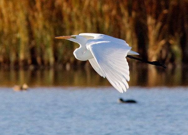 Great Egret (Common Egret) Ardea alba