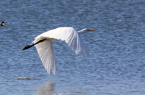 Great Egret (Common Egret) Ardea alba