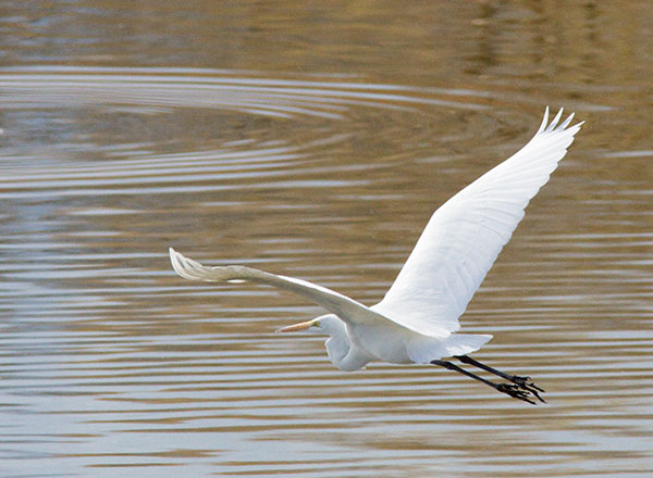 Great Egret (Common Egret) Ardea alba