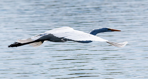 Great Egret (Common Egret) Ardea alba