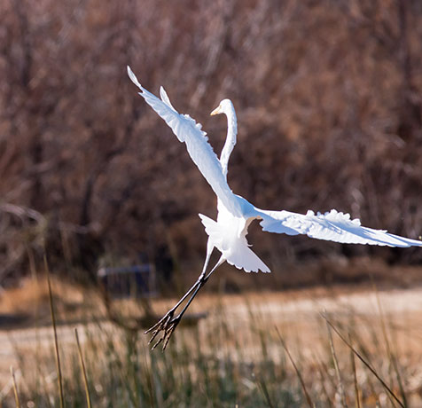 Great Egret (Common Egret) Ardea alba