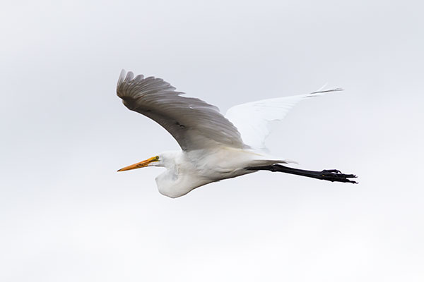 Great Egret (Common Egret) Ardea alba