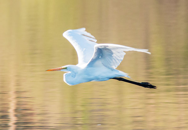Great Egret (Common Egret) Ardea alba