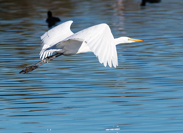 Great Egret (Common Egret) Ardea alba