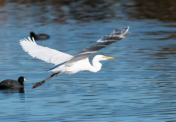 Great Egret (Common Egret) Ardea alba