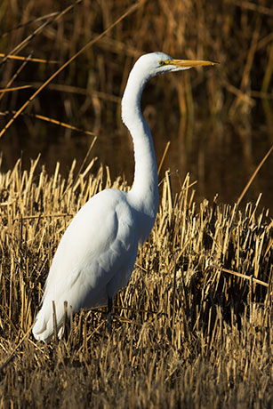 Great Egret (Common Egret) Ardea alba