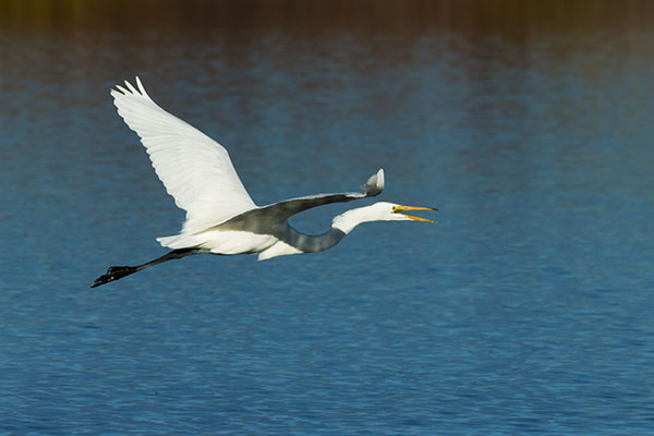 Great Egret (Common Egret) Ardea alba