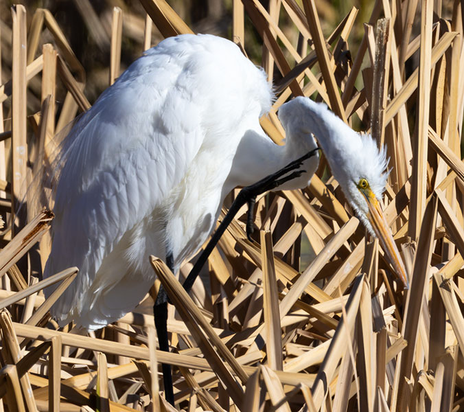 Great Egret (Common Egret) Ardea alba