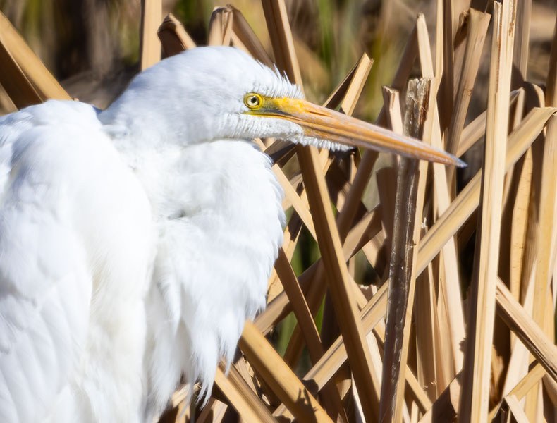 Great Egret (Common Egret) Ardea alba